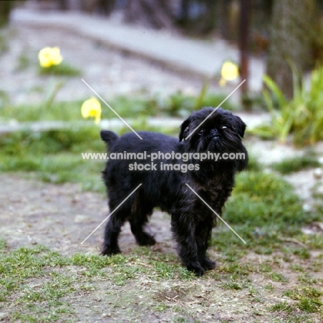 ch skibbereen lucetta, griffon bruxellois