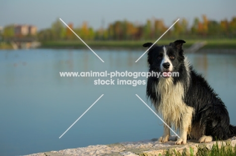 black and white border collie sitting in front of a lake