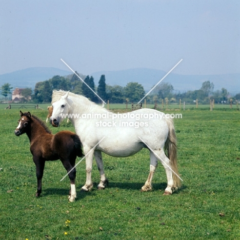 welsh mountain pony mare and foal at pendock stud