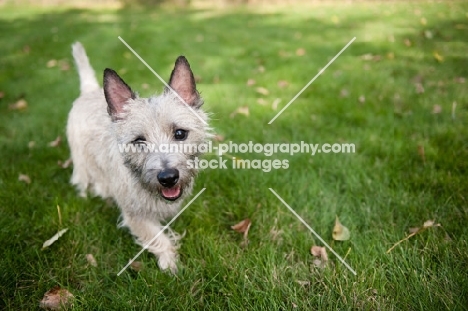 Wheaten Cairn terrier standing on grass.