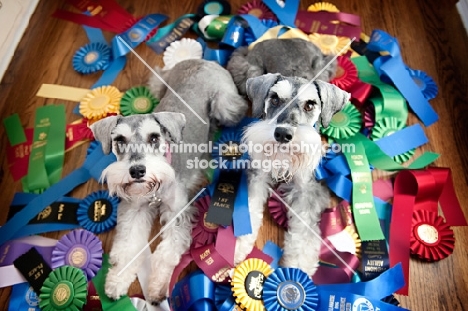 miniature schnauzers sitting in award ribbons