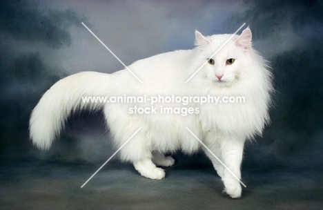 white Norwegian Forest cat on dark blue background