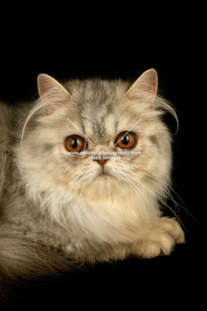 pewter persian cat, portrait