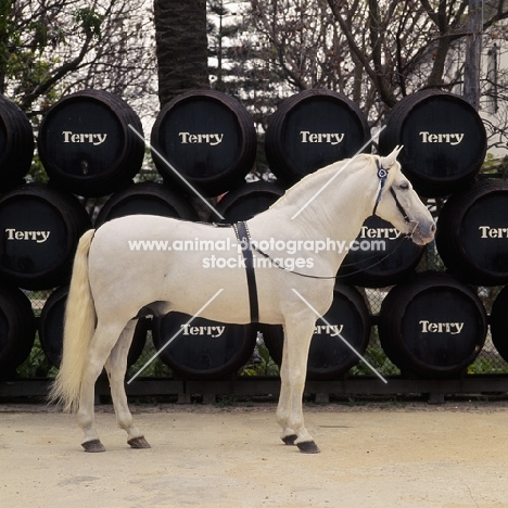 Descarado 11, Andalusian stallion at the bodega of terry sherry, spain