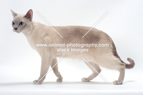 Tonkinese walking on white background, Lilac (Platinum) Mink coloured