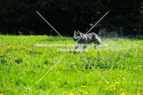 Alaskan Malamute running in field