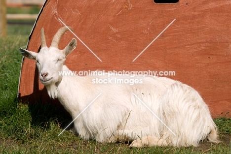 Golden Guernsey goat on farm