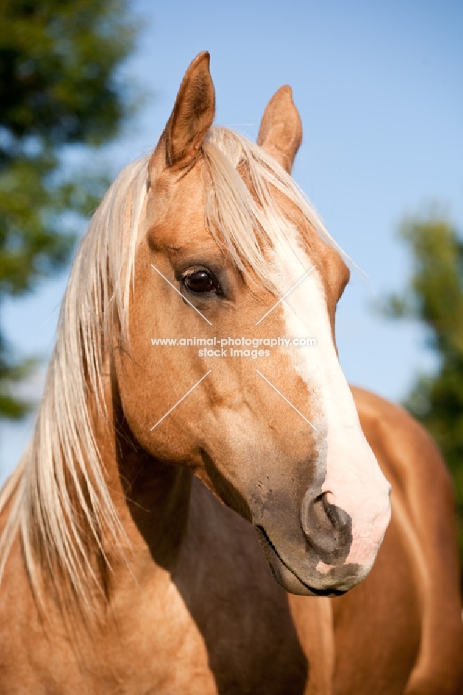 Palomino Quarter horse portrait