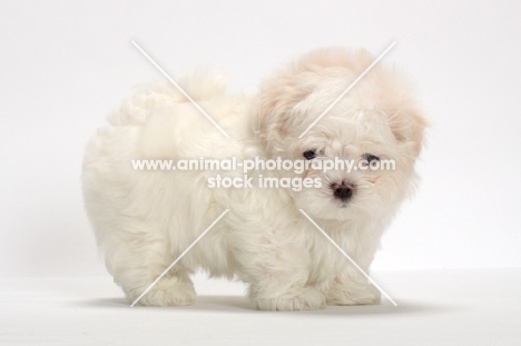 fluffy Maltese puppy on white background