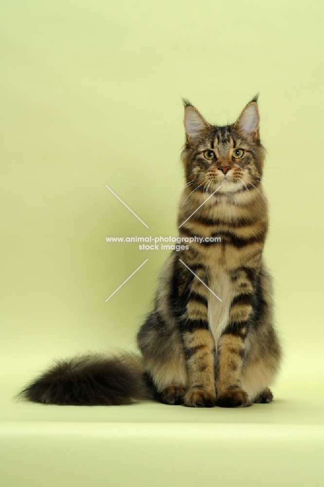 brown tabby Maine Coon cat sitting in studio
