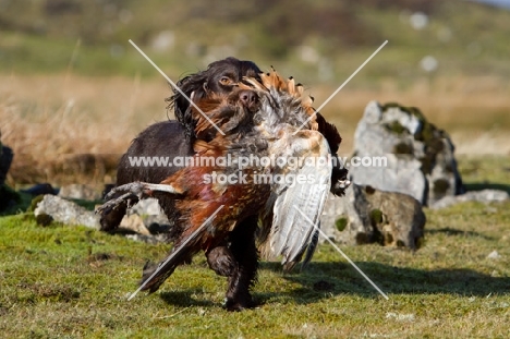 English Cocker Spaniel retrieving bird