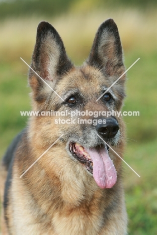 German Shepherd Dog (Alsatian)