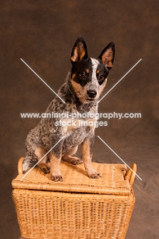 Australian Cattle Dog sitting on basket