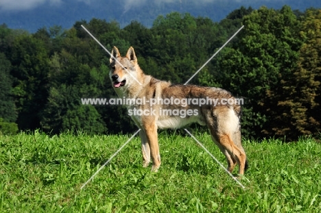 Czechoslovakian wolfdog (aka Ceskoslovensky Vlcak) in field