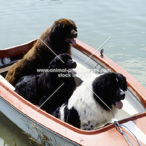 three newfoundlands in a boat