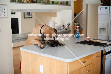 Fawn Mastiff eating food off kitchen counter