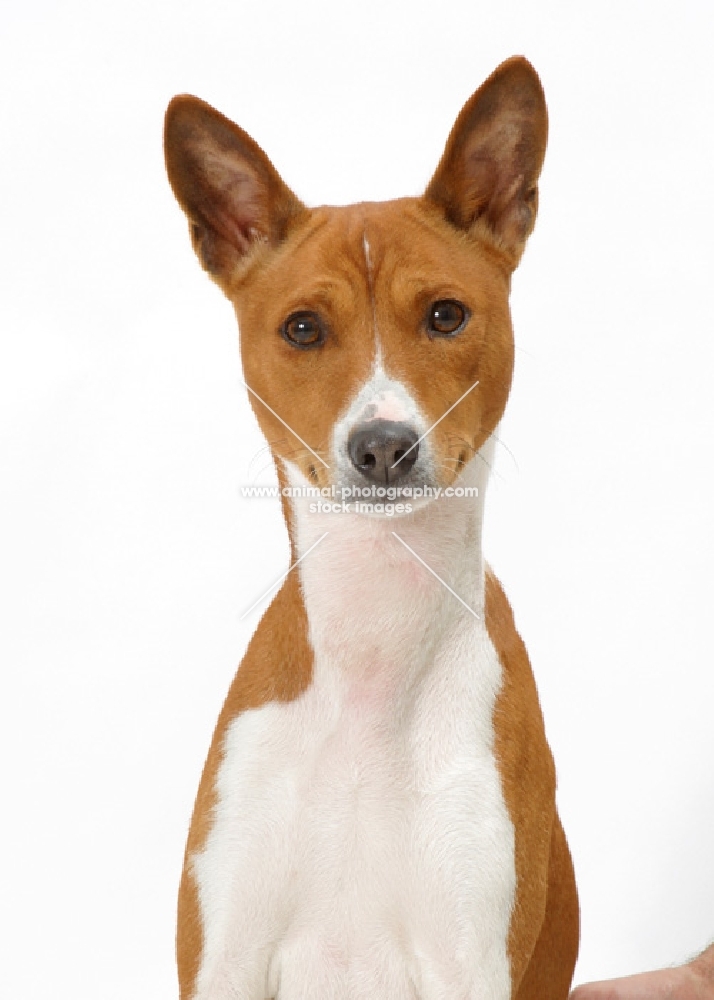 Australian Champion Basenji, front view