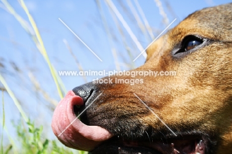 sog licking nose