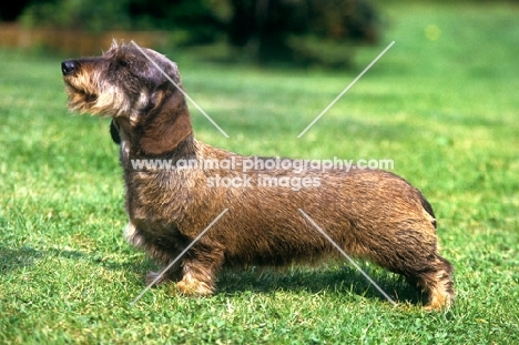 champion miniature wire haired dachshund from drakesleat