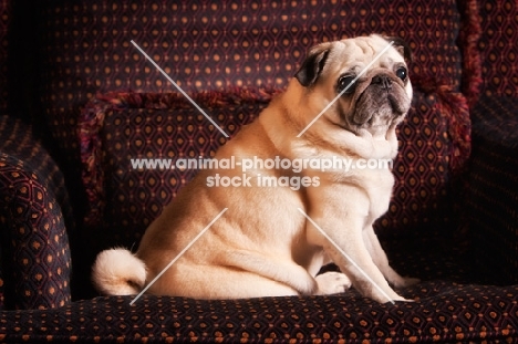 Pug sitting on chair