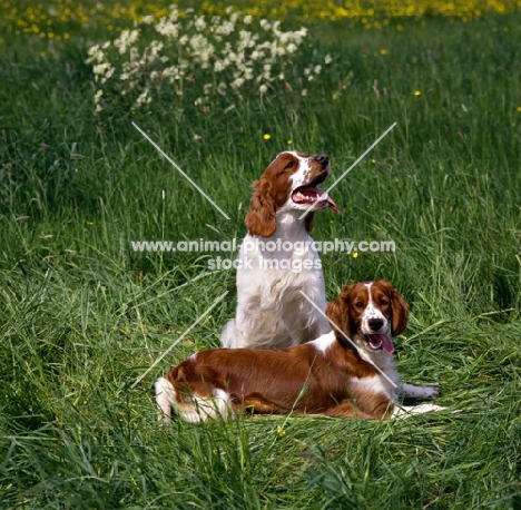two welsh springer spaniels in field