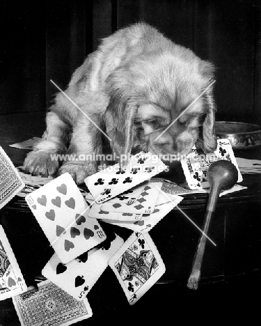 English Cocker Spaniel puppy with playing cards