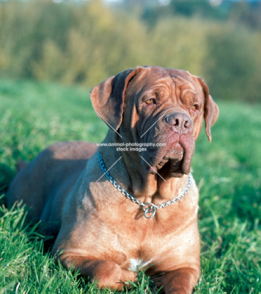 Dogue de Bordeaux lying on grass