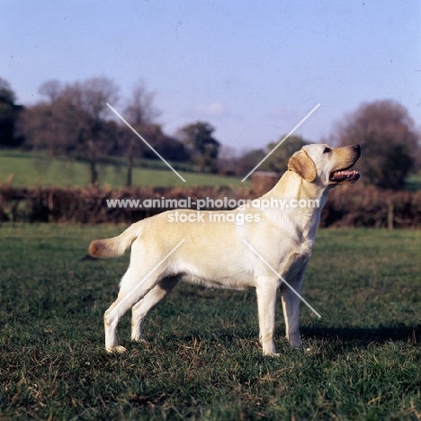 yellow labrador in countryside