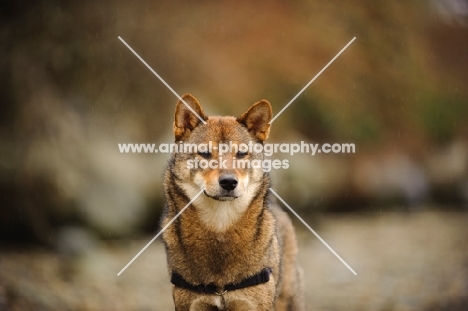 Shiba Inu, blurred background