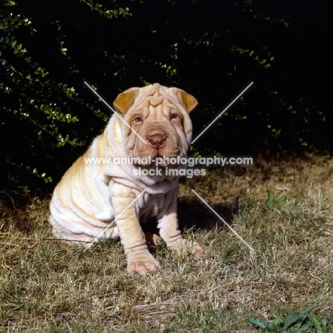 shar pei puppy on grass