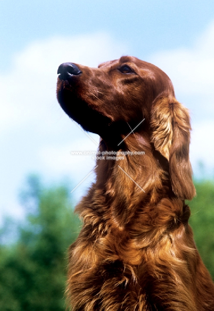 tosca, cornevon irish setter portrait