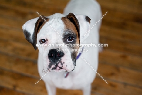 White Boxer standing on hardwood floor.