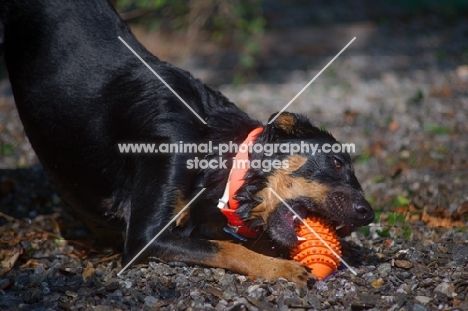 Close-up of a dobermann-cross playing with a toy on the lake shore