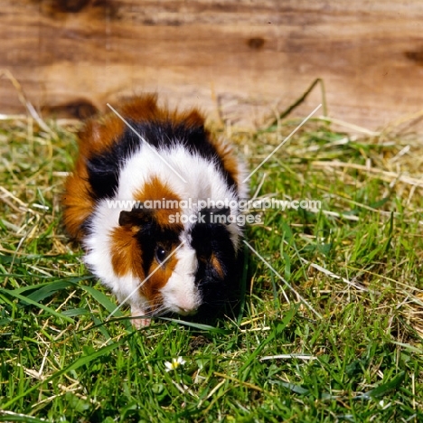 tortoiseshell and white abyssinian guinea pig in pen on grass