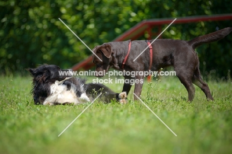 chocolate Labrador retriever and border collie making aquaintance