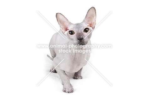 very rare blue adult Peterbald cat