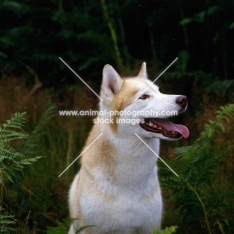  ch forstal's noushka, siberian husky happy head study