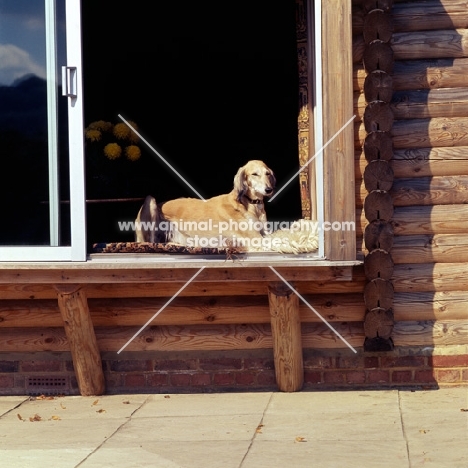 ch burydown palmyra, saluki looking out of window at hope waters' house