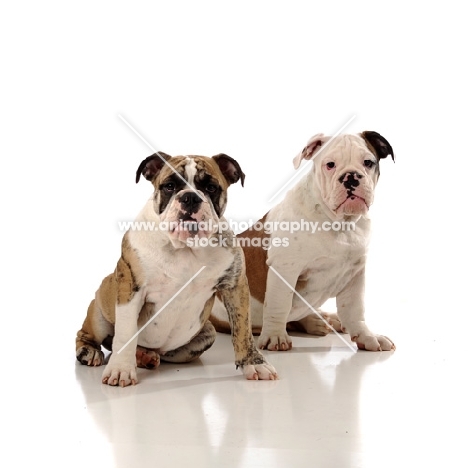 two Bulldogs sitting against white background looking at camera