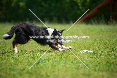 black and white border playing with frisbee