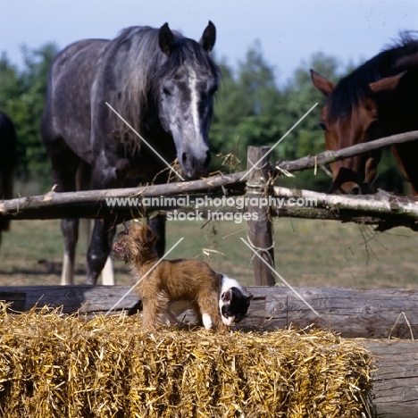 griffon puppy with kitten and horse