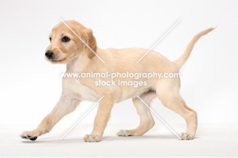 walking Saluki puppy