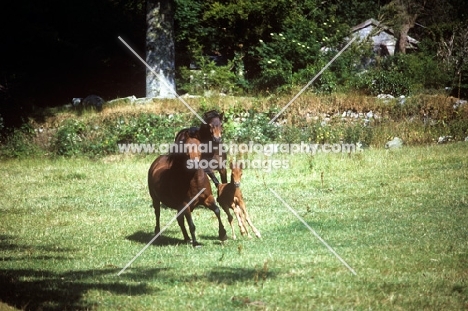 two ponies and a foal running