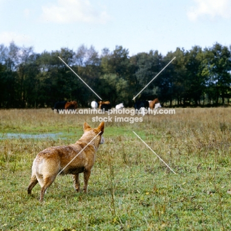 australian cattle dog looking at distant cattle and horses 