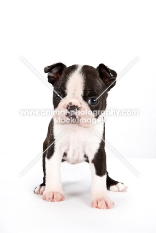 cute little Boston Terrier puppy, front view
