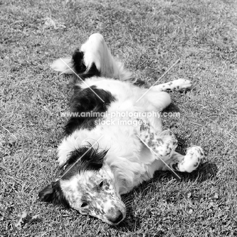 border collie rolling