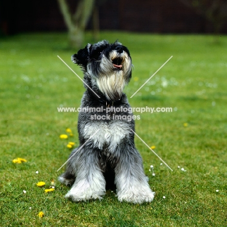 miniature schnauzer looking up