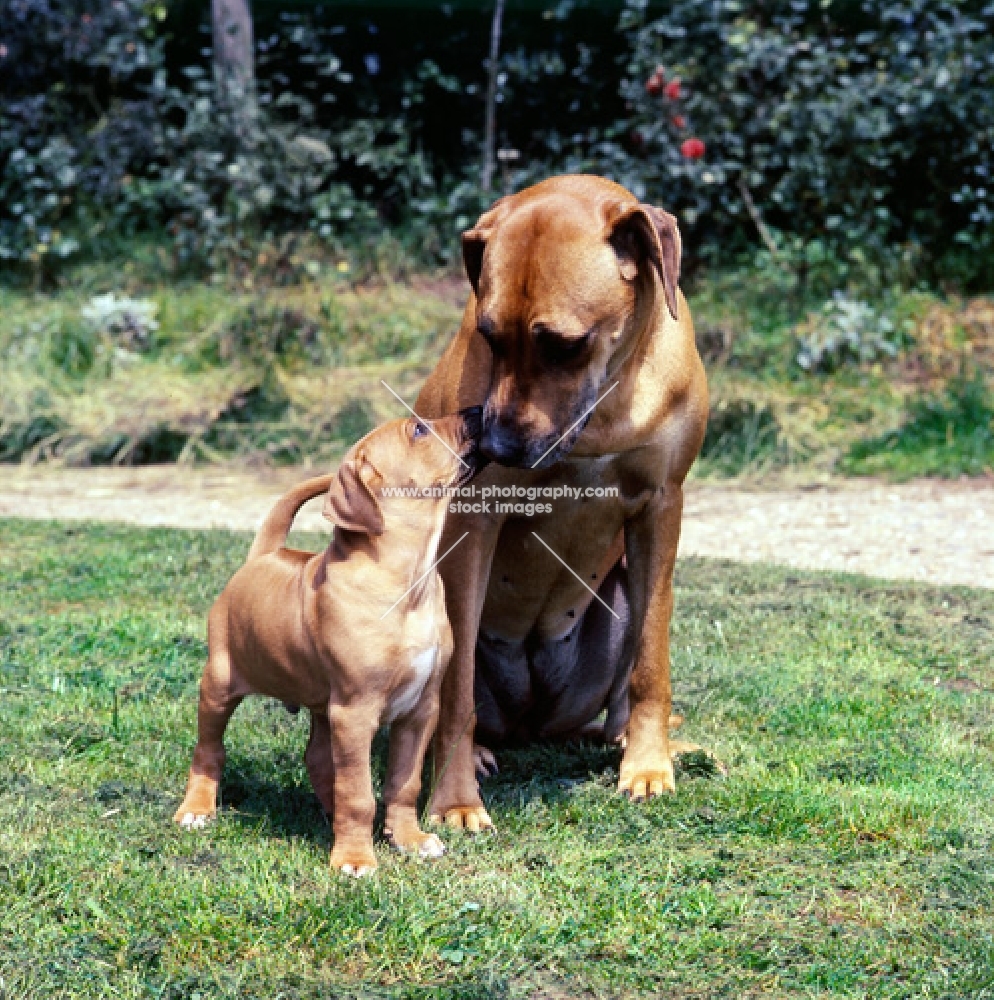 rhodesian ridgeback mother and puppy kissing