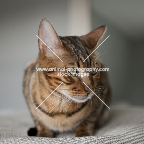 Bengal cat frontal view with cat looking away