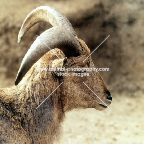 barbary sheep portrait